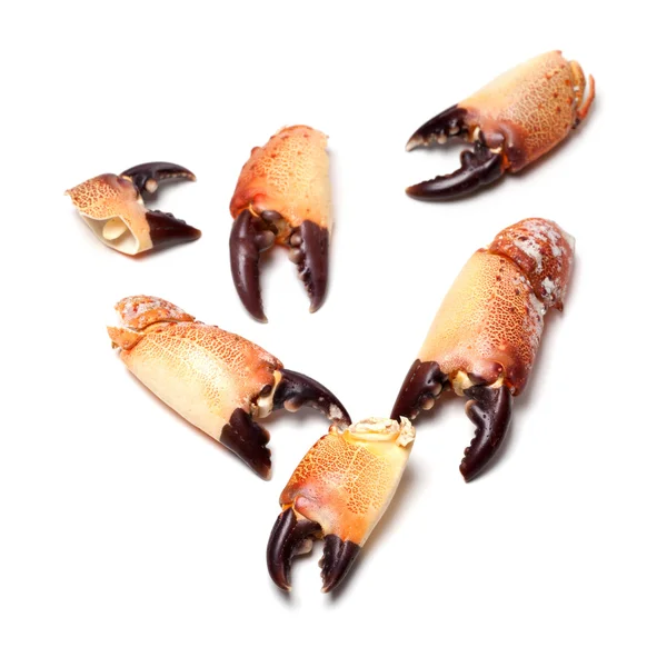 Kokt chela från krabba — Stockfoto