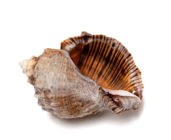 Empty shell from rapana venosa — Stock Photo, Image