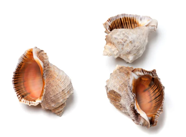Three empty shells from rapana venosa — Stock Photo, Image