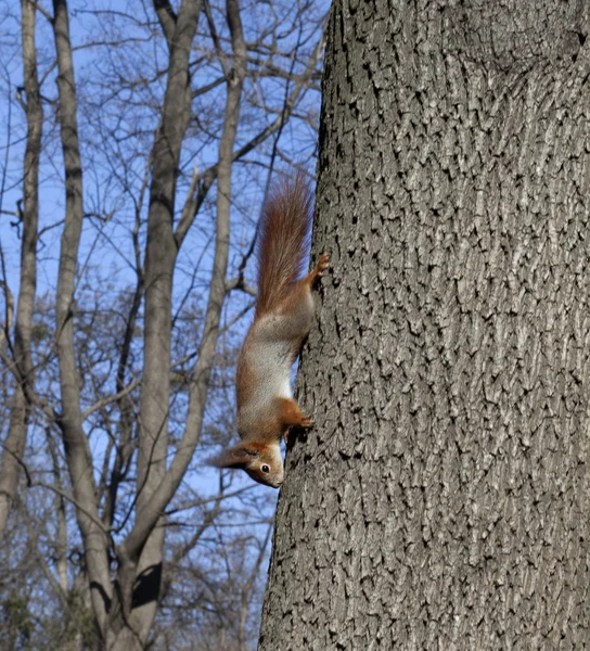 Ardillas rojas en el árbol — Foto de Stock