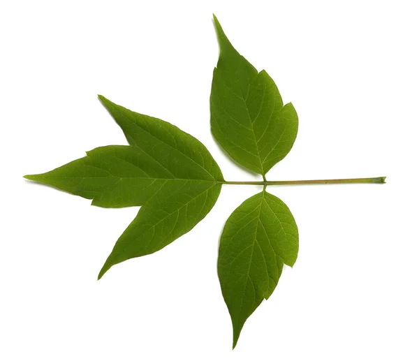 Spring acer negundo leaf on white background — Stok Foto