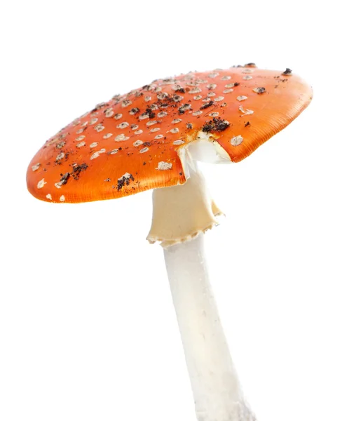 Champignon agarique mouche rouge isolé sur fond blanc . — Photo