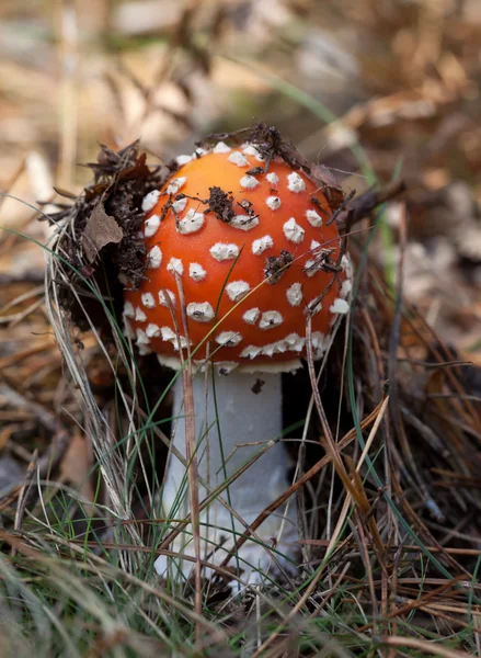 在森林中的红鹅膏菌蝇蘑菇 — 图库照片