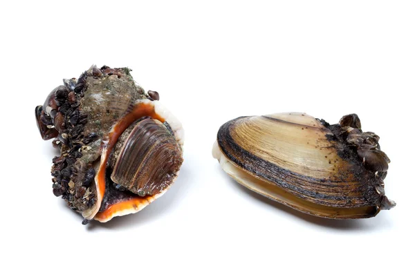 Veined rapa whelk and anodonta (river mussels) — Stock Photo, Image