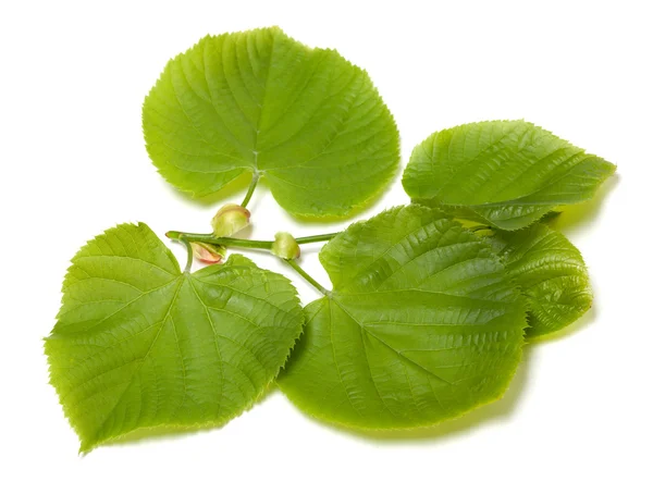 Green linden-tree leafs on white background — Stock Photo, Image