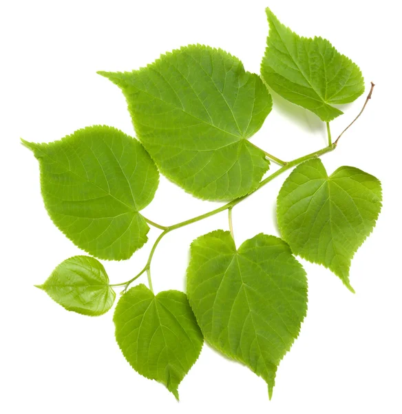 Tilia zöld levelek, a fehér háttér — Stock Fotó