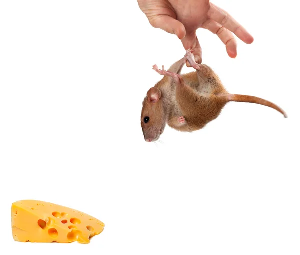 Fancy rat hang on hand and looking at piece of cheese — Stock Photo, Image