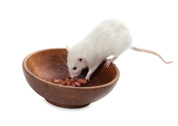 White rat eating peanuts from wooden plate — Stock Photo, Image