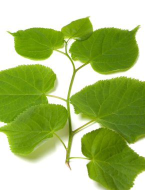 Ihlamur bahar fışkın