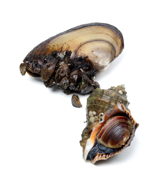 Veined rapa whelk and anodonta (river mussels) — Stock Photo, Image