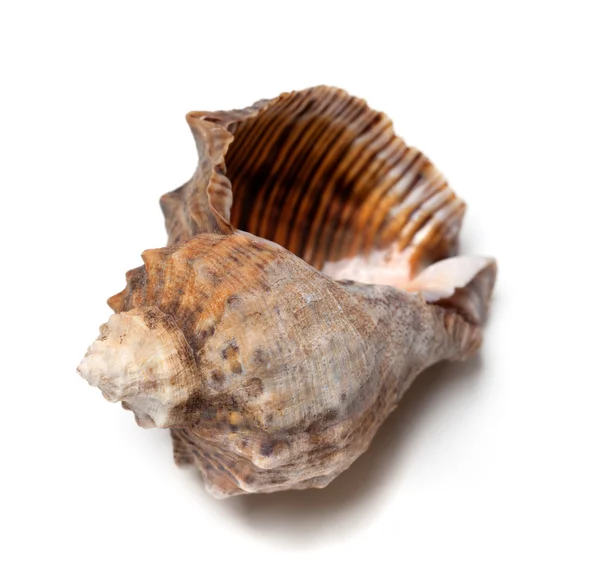 Empty shell from rapana venosa on white background. — Stock Photo, Image