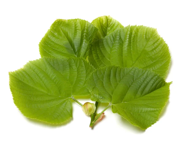 Green linden-tree leafs — Stock Photo, Image