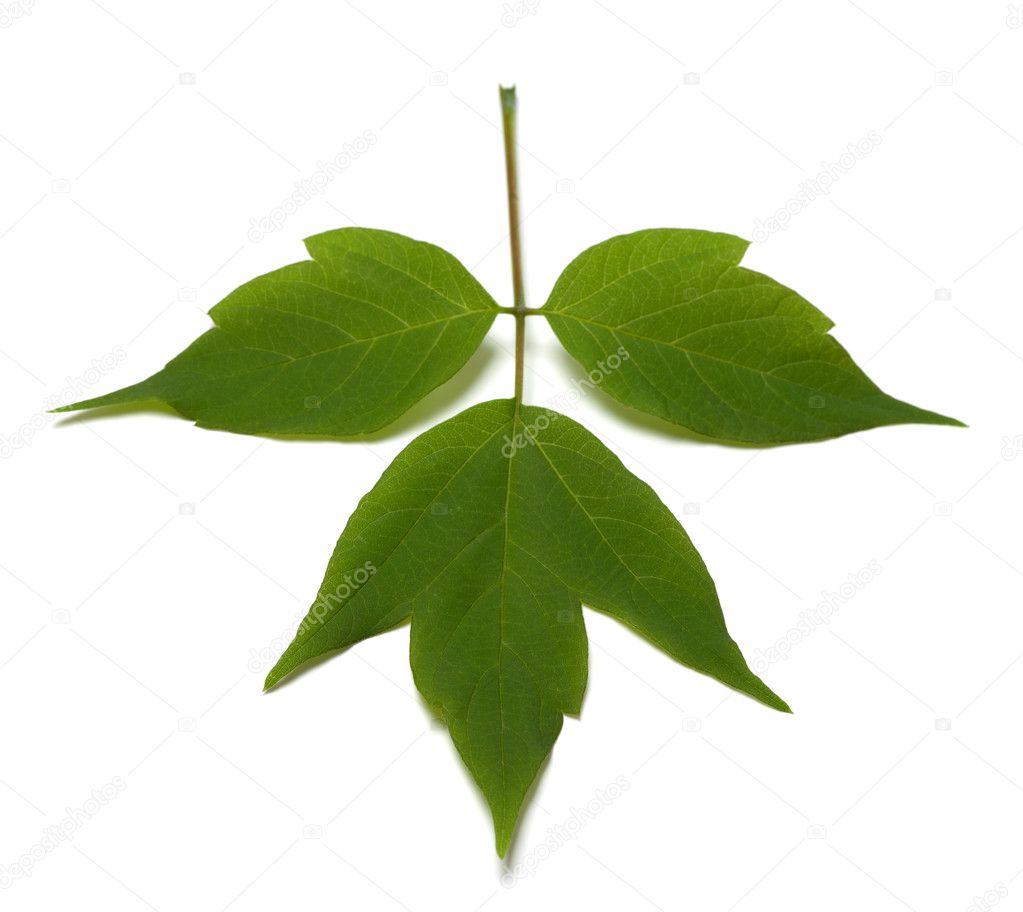 Spring acer negundo leaf. Isolated on white background