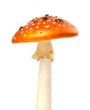 Beyaz zemin üzerine kırmızı sinek agaric mantar