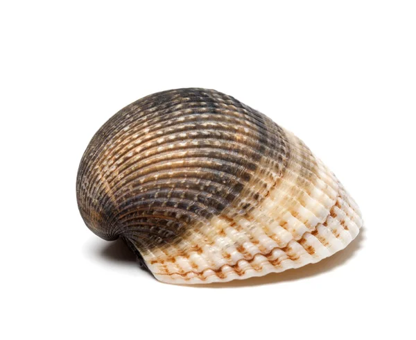 Seashell na białym tle — Zdjęcie stockowe