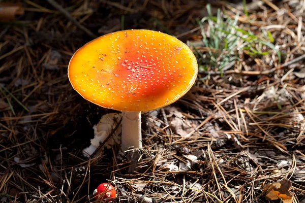 Amanita muscaria mushrooms in dark forest — Stok Foto