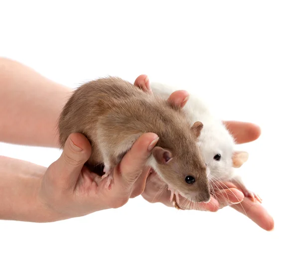 Brown and white rats in hands — Stock Photo, Image