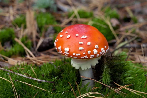 在 moss 中的红色鹅膏菌蝇蘑菇 — 图库照片