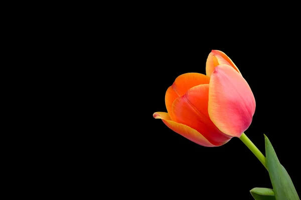 Tulpe isoliert auf schwarzem Hintergrund — Stockfoto