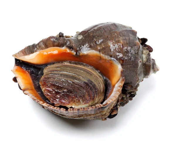 Whelk veteado de rapa en fondo blanco — Foto de Stock