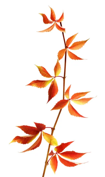 Autumn branch of grapes leaves — Stock Photo, Image