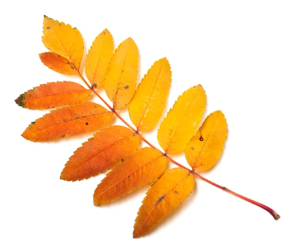 Multicolor autumn rowan leaf — Stock Photo, Image