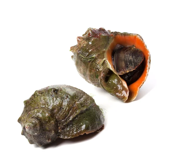 Two veined rapa whelk — Stock Photo, Image