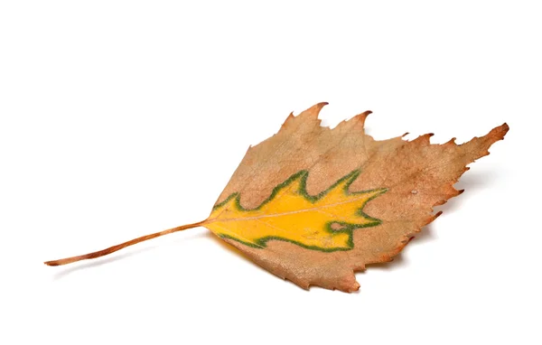 Herfst birch leaf op witte achtergrond — Stockfoto