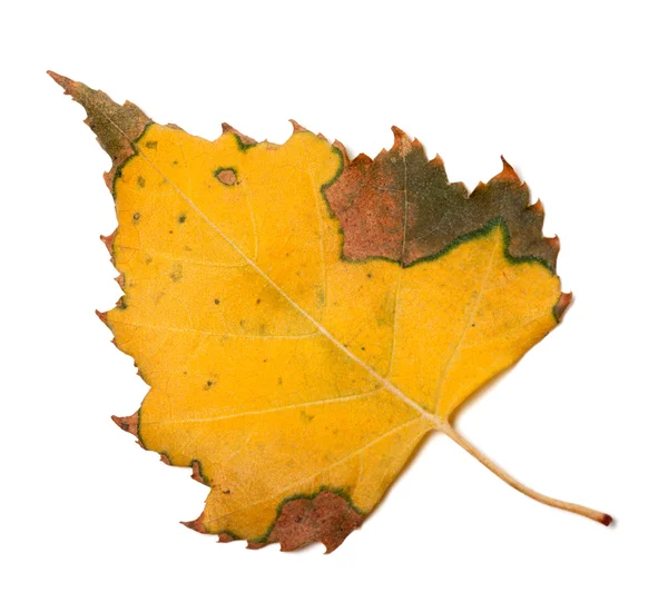 Birch sararmış sonbahar yaprak — Stok fotoğraf