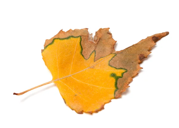 Herbst getrocknet Blatt der Birke — Stockfoto
