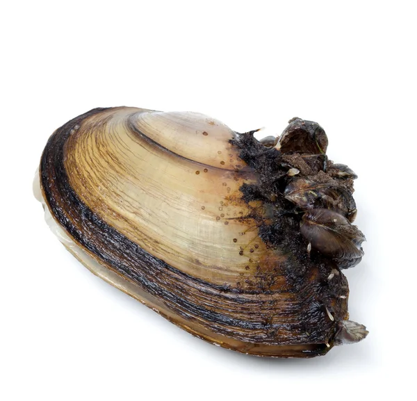 Anodonta (river mussels) overgrown on white background — Stock Photo, Image