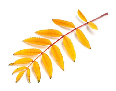 Sarı sonbahar rowan yaprakları
