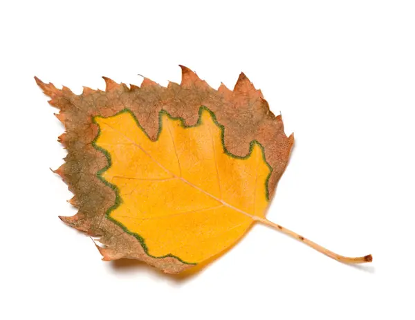 白い背景の上のバーチの多色の秋の葉 — ストック写真