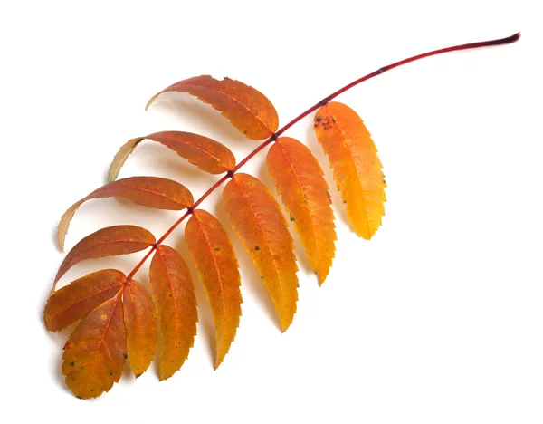 Autumn rowan leaves — Stock Photo, Image