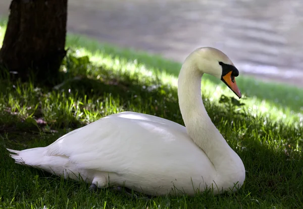 Mute swan on grass under shadow of tree — 图库照片