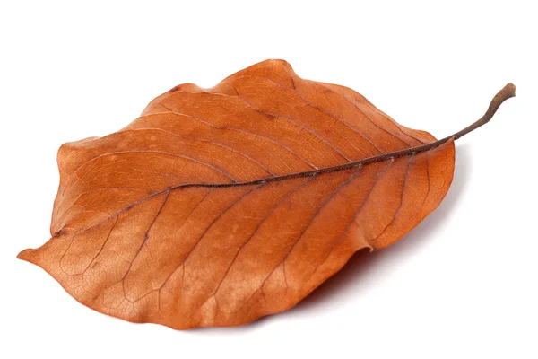 Dry autumn leaf of magnolia — Stock fotografie