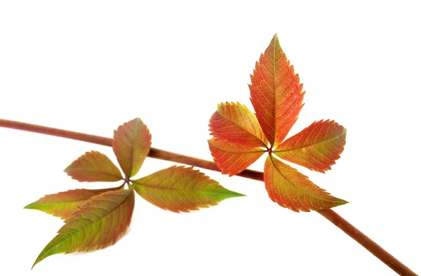 Multicolor autumn twig of grapes leaves — Stock Photo, Image