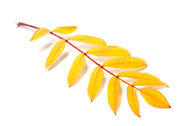 Yellow autumn rowan leaves on white background — Stock Photo, Image