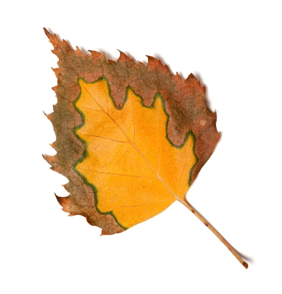 Dry multicolor leaf of birch — Stock fotografie