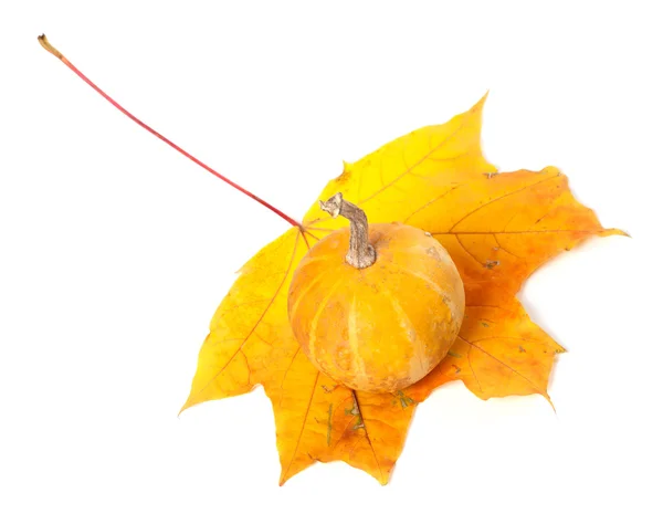 Decorative pumpkin on autumn maple-leaf on white background — Stock Photo, Image