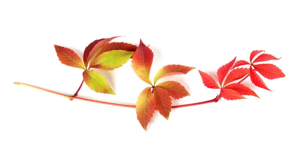 Multicolor autumn branch of grapes leaves (Parthenocissus quinqu — Stockfoto