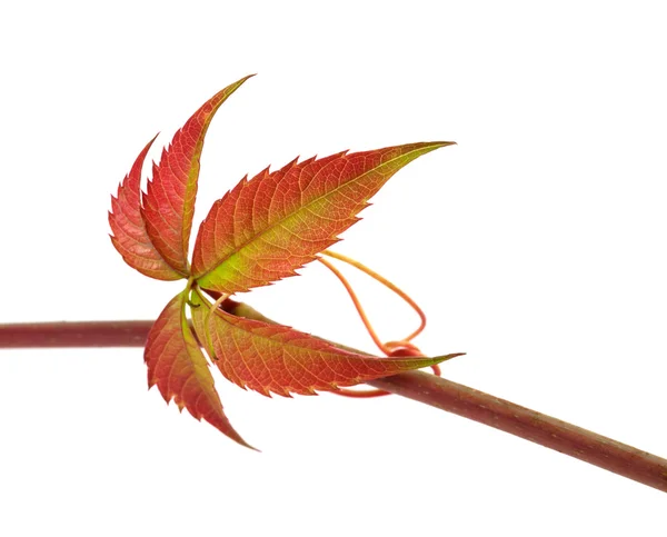 Multicolor autumn twig of grapes leaves, parthenocissus quinquef — Stock Photo, Image