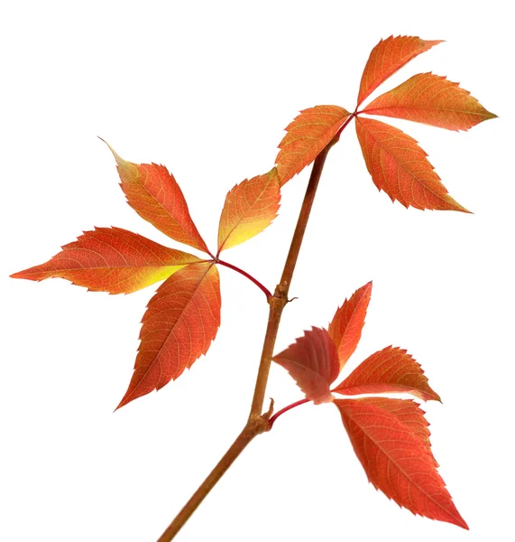 Autumn branch of grapes leaves — Stock Photo, Image