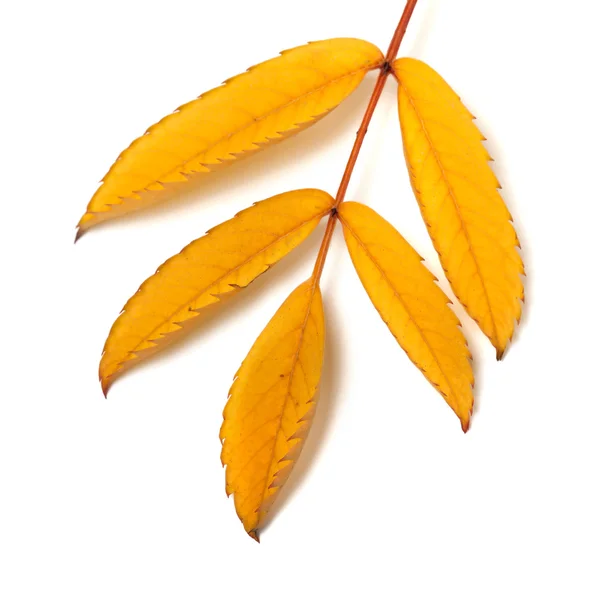 Yellow rowan leaf — Stock Photo, Image
