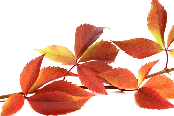 Herbstlicher Zweig der Trauben Blätter (Parthenocissus Quinquefolia foli — Stockfoto