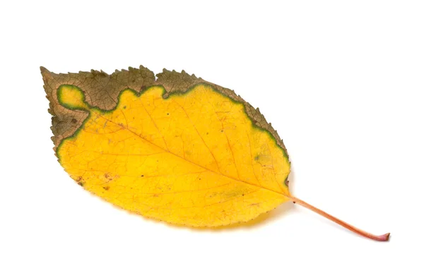 Multicolor yellowed autumn leaf — Foto Stock