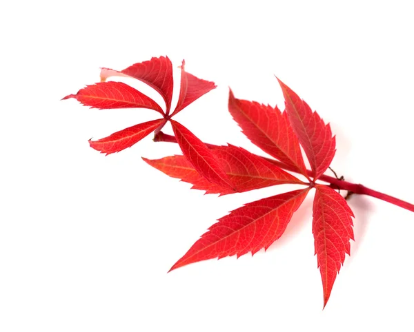 Red autumn twig of grapes leaves (Parthenocissus quinquefolia fo — Stock Photo, Image