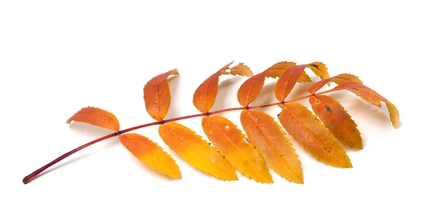 Autunno rowan foglie su sfondo bianco — Foto Stock