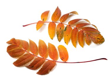 Two autumnal rowan leafs