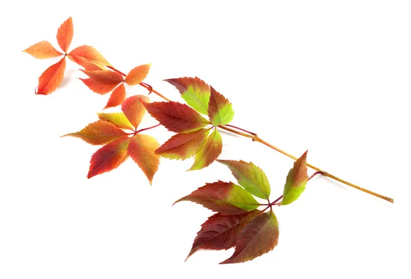 Разноцветные осенние веточку винограда листья — стоковое фото